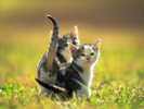 cat_wallpaper_006_1024
