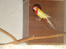 rosella lutino mascul