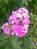 floricica
