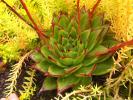 echeveria_agavoides_11