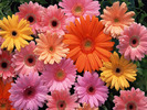 floricele colorate