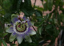 Passiflora caerulea