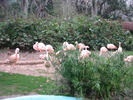 Pasari flamingo