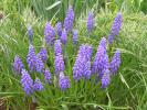 muscari