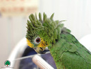 Wallpapers - Parrots - 03