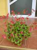 oxalis iron cross