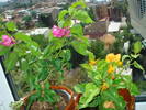 BOUGAINVILLEA