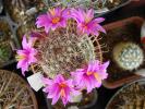 Mammillaria oliviae