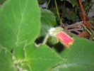 KOHLERIA