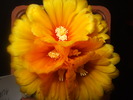 Parodia aureispina flori II