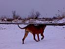 TOSA INU female 15 months