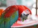 Wallpapers - Parrots - 02