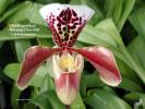 Paph%20Winston%20Churchill%20x%20gratrixianum%201copy