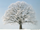 Christmas Wallpapers (12)