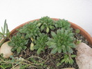 Sempervivum oditii 1 - 31.10