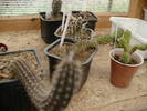 Setiechinopsis mirabilis