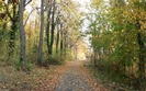 firstforest
