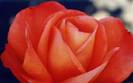 rose058