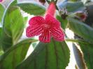 Kohleria Tane 7