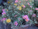 Photo00042