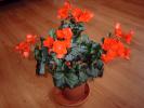 begonia a doua inflorire in 2008