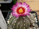 astrophytum_asterias_hb.Japan