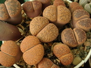 DSC01547