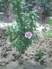 AZALEE DE GRADINA
