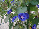 Blue Morning Glory (2009, Aug.28)