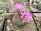 mammillaria_tetrancistra_P736