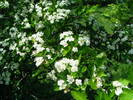 DSCF0535