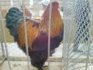 DSC00970