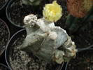 Astrophytum myriostigma cv 'Lotus Land'