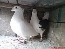 DSC00061