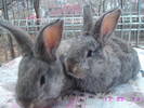 poze iepuri 107