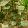 Polyscias