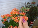KALANCHOE