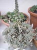 Orostachys iwarenge - 31.10