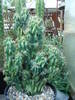 Cereus peruvianus f.monstruosus