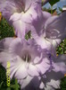 Gladiole