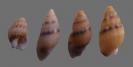 Shell126