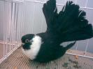 negru buc gul 1