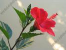 Hibiscus rosu simplu1