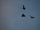PC222985_01