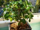 Bonsai  Fiicus Carmona
