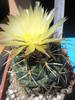 Coryphantha scolimoides - 26.06
