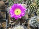 Echinocereus penthalophus