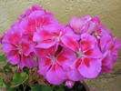 muscata roz