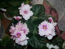 Violete de Parma