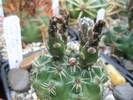 Gymnocalycium cu floare roz - fructe 12.07